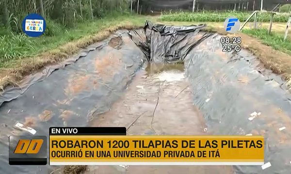 Robaron 1.200 tilapias de piletas de una universidad de Itá | Telefuturo