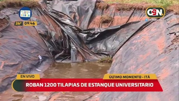Roban 1.200 tilapias de un estanque universitario en Itá - C9N