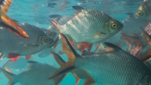 Roban 1.200 pescados de una pileta universitaria en Itá