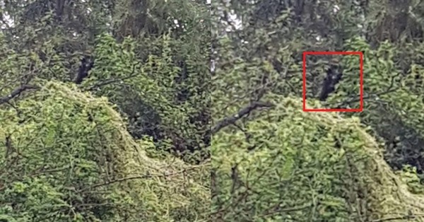 Pescador asegura que fue acechado por un “hombre perro” en bosque de Australia - SNT