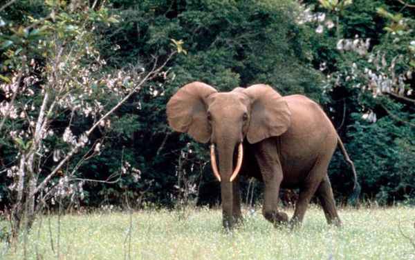 Elefante enano de Sicilia y su secreto de la longevidad - Ciencia - ABC Color