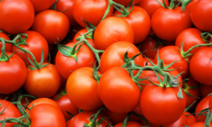 Investigación demostró que se puede cultivar tomate en Marte