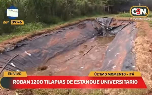 El colmo: Roban 1.200 tilapias de una universidad