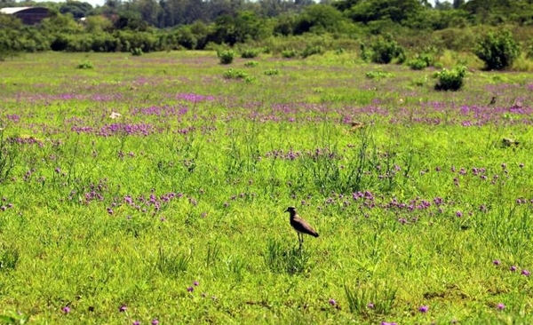 Diario HOY | Continúan los trabajos de conservación y mantenimiento del Parque Guasú