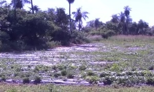 Hierbas medicinales en peligro de extinción - SNT