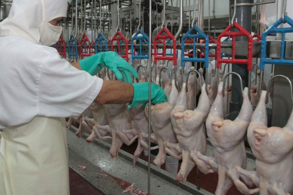 Contrabando afecta a más de 30 mil trabajadores del rubro de pollos