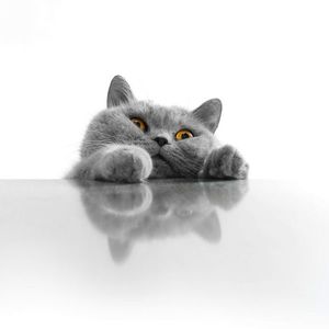 Gatos: no al corte de uñas - Mascotas - ABC Color