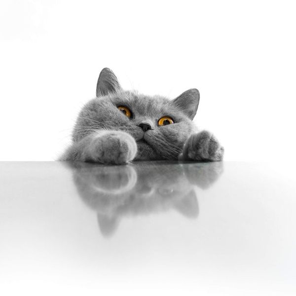 Gatos: no al corte de uñas - Mascotas - ABC Color