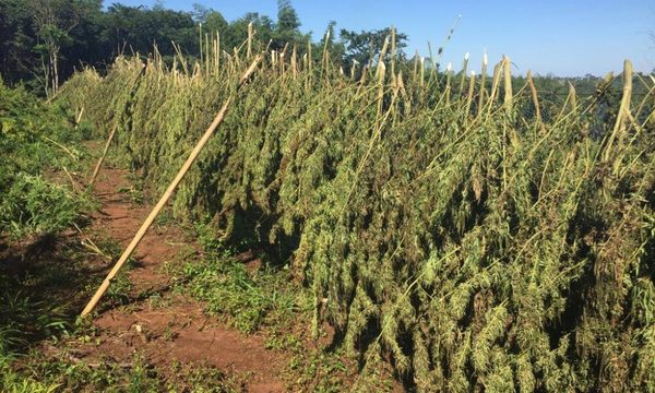 Amambay: SENAD anula campamentos narcos y más de 2 toneladas de marihuana