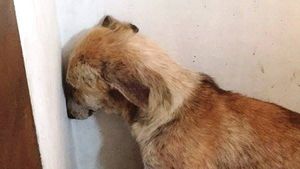 Tiró contra el asfalto a una perrita y fue denunciado