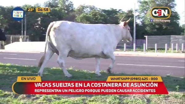 Atención: Vacas sueltas en la Costanera de Asunción - C9N