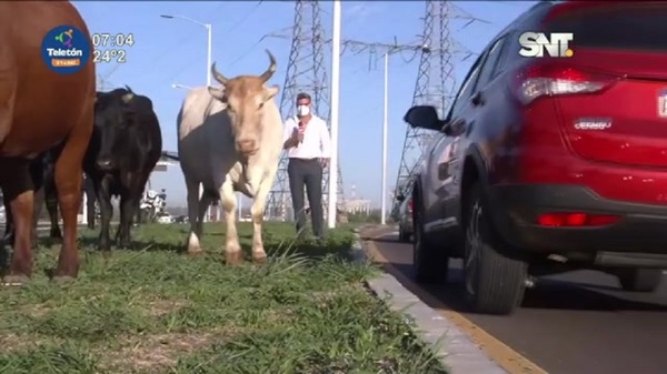 Atención: Vacas sueltas en la Costanera de Asunción - SNT