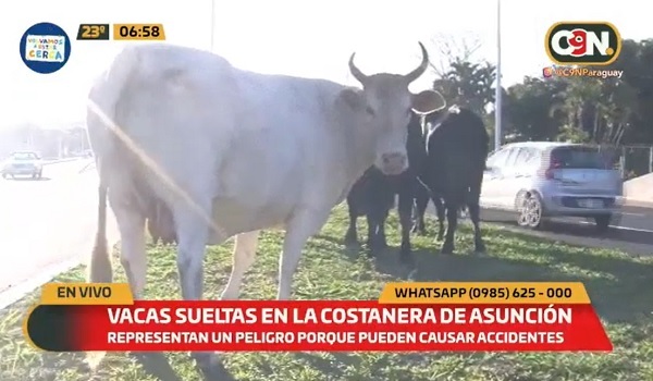 Vacas invaden la Costanera de Asunción