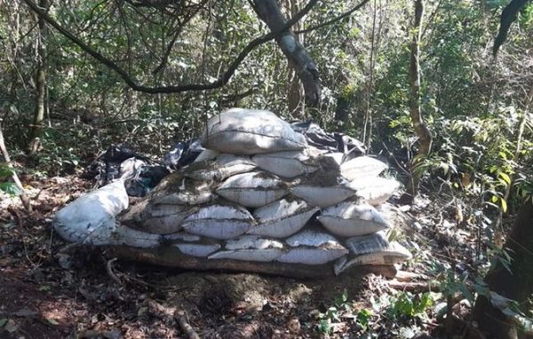 Anulan campamentos narcos y 2,4 toneladas de marihuana en la Colonia Estrella de PJC