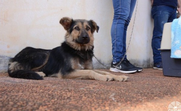 Comuna esteña tendrá jornada de castración de animales hoy y mañana