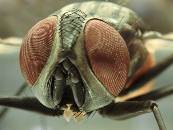 Representación histórica y social de la mosca - El Trueno