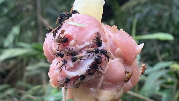 Diario HOY | La aterradora especie de abeja que evolucionó y puede comer carne
