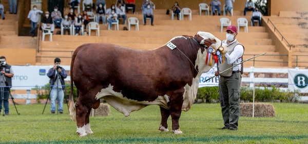 El Rodeo remata mañana viernes embriones de “la mejor genética” Braford