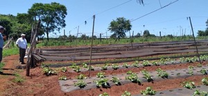 LA GOBERNACIÓN PROSIGUEN CON JORNADAS DE ASISTENCIA TÉCNICA Y CAPACITACIÓN A PEQUEÑOS PRODUCTORES - Itapúa Noticias