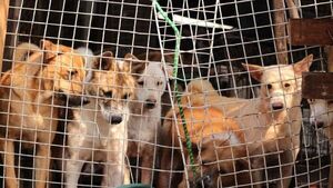 Corea del Sur estudia posibilidad de prohibir consumo de carne de perro