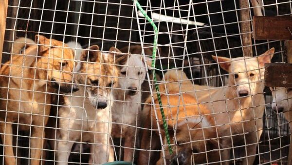 Corea del Sur estudia posibilidad de prohibir consumo de carne de perro