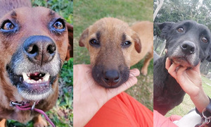 #PancheadaProRescates: Aguardan ayuda de “animaleros” solidarios de Coronel Oviedo - OviedoPress