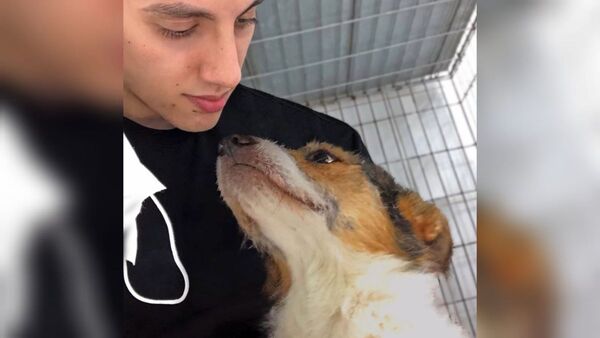 Puso en venta su celu y compu para pagar tratamiento de sus perritos