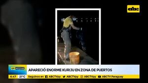 Aparece y rescatan a un enorme kuriju en zona de obras del Puerto - ABC Noticias - ABC Color