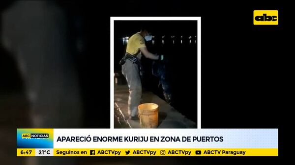 Aparece y rescatan a un enorme kuriju en zona de obras del Puerto - ABC Noticias - ABC Color