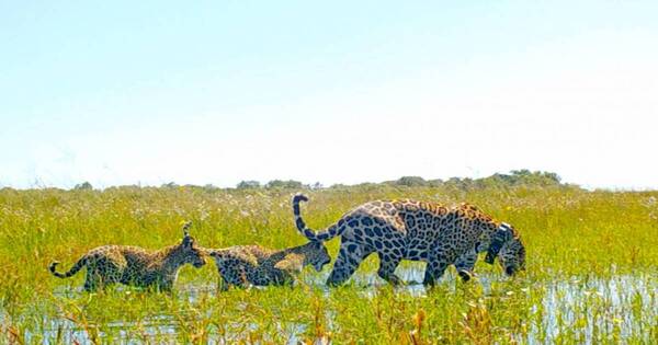 La Nación / Día Internacional del Yaguareté: presentarán 18 esculturas del felino en tamaño real