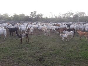 Ganadería, beneficiada con las lluvias en Alto Paraguay - Noticias del Chaco - ABC Color