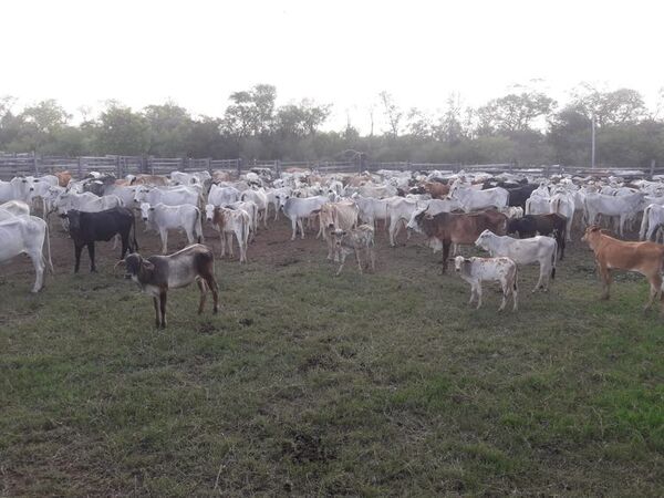 Ganadería, beneficiada con las lluvias en Alto Paraguay - Noticias del Chaco - ABC Color