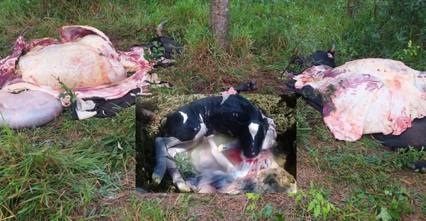 Abigeos faenan dos vacas en Coronel Oviedo - Noticiero Paraguay