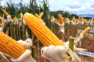 Exportaciones de maíz alcanzaron USD 334 millones