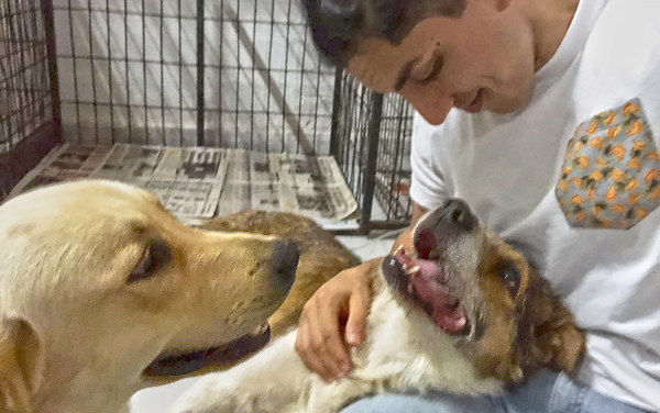 Envenenaron a sus perros y puso en venta su celular y computadora para salvarles la vida - Noticiero Paraguay