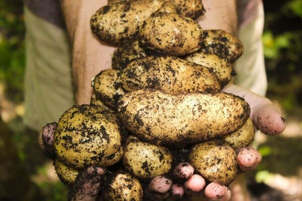 3ra. EDICIÓN DE LA EXPOFERIA HORTIPAR ARRANCA LA PRÓXIMA SEMANA CON MÚLTIPLES ACTIVIDADES