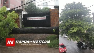 CONCEJALES PREOCUPADOS POR CAÍDA CONSTANTE DE ÁRBOLES AÑEJOS. - Itapúa Noticias