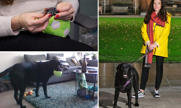 Crean un dispositivo para que los perros llamen a sus dueños, DogPhone.