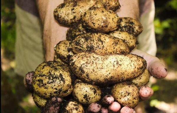 Con múltiples actividades, vuelve la expoferia hortipar la próxima semana