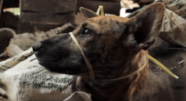 Corea del Sur analiza prohibir el consumo de carne de perro - Noticiero Paraguay