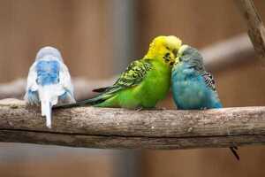 Los sonidos de la primavera: detectan que hay menos cantos de aves por el cambio climático | Ñanduti