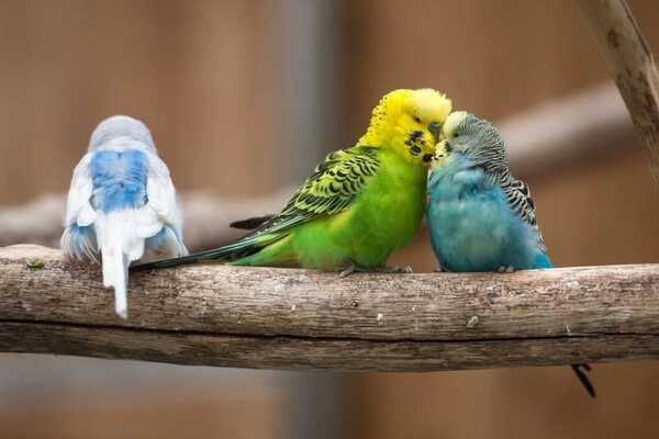 Los sonidos de la primavera: detectan que hay menos cantos de aves por el cambio climático | Ñanduti