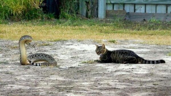 Denuncian que hombre supuestamente adopta gatitos para dar a su serpiente - Noticiero Paraguay