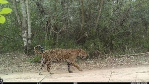 Diario HOY | Buscan instaurar el Día Nacional del Jaguareté