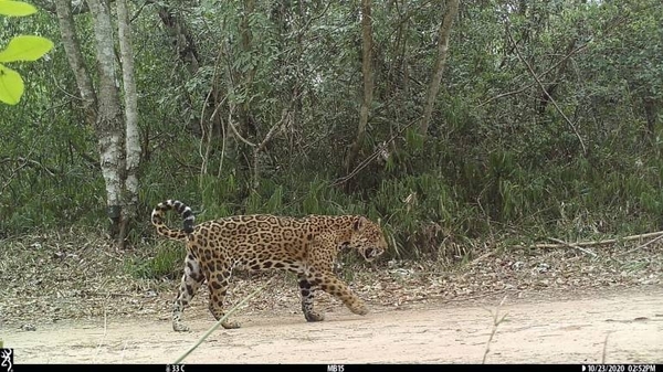 Diario HOY | Buscan instaurar el Día Nacional del Jaguareté