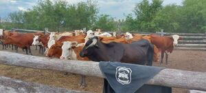 Abigeos no dan tregua a ganaderos en el Alto Paraguay - Noticias del Chaco - ABC Color