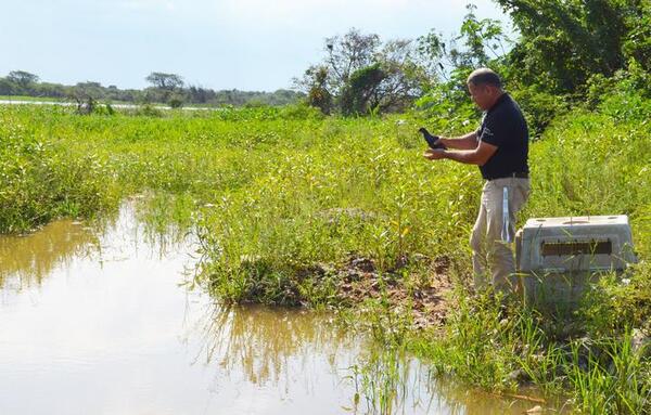 Brindan recomendaciones en caso de encontrar aves acuáticas en zonas urbanas