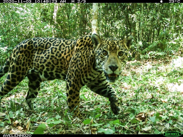 Nuevo monitoreo del yaguareté revela leve reducción de su población en el Bosque Atlántico del Alto Paraná - .::Agencia IP::.