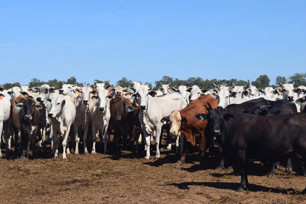 Suplementación proteica: una herramienta para que la vaca pague la renta con kilos de ternero