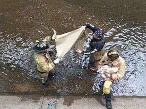 Un perro habría sido arrojado al canal de agua de Madame Lynch y fue rescatado por bomberos - Nacionales - ABC Color